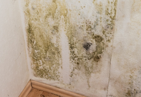 Painting To Protect Your Jacksonville Home From Mold