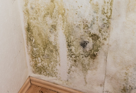 Painting to protect your jacksonville home from mold